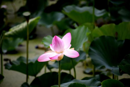 lotus pond nature