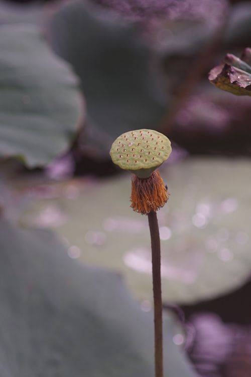 lotus nature lilly