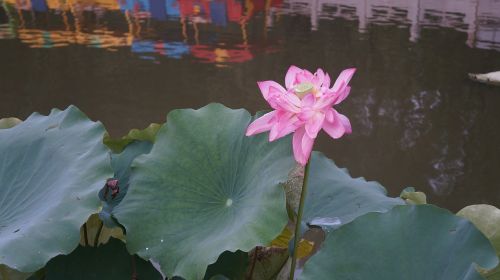 lotus flower