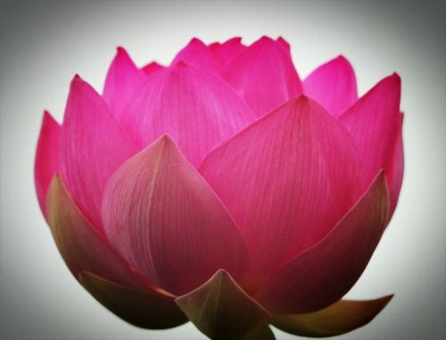 lotus pink nature
