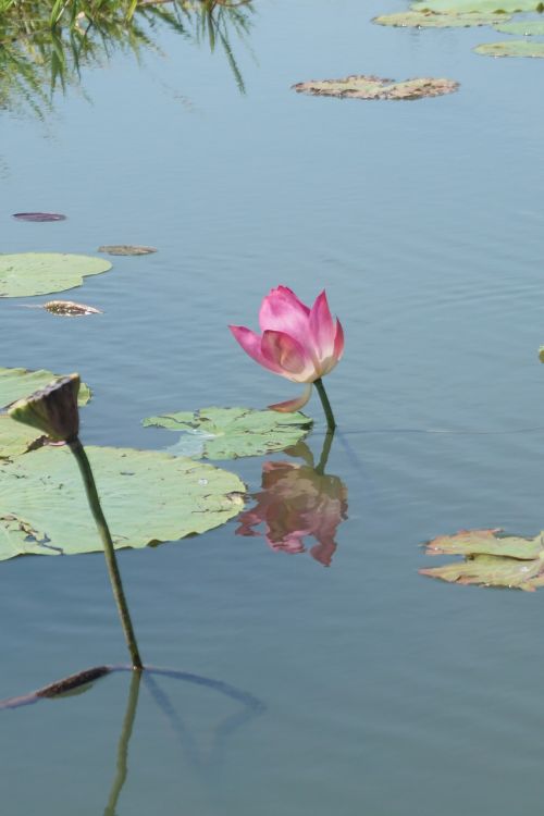 lotus australia reflection