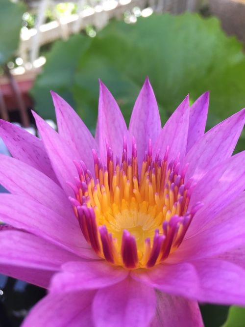 lotus purple lotus tub