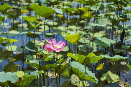 lotus pink nature