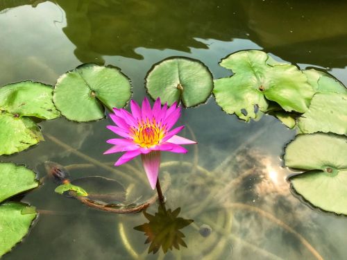 lotus flower natural
