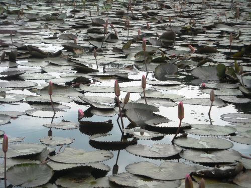 lotus flowers water