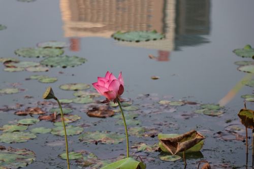 lotus bloom