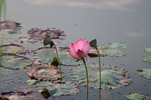 lotus bloom