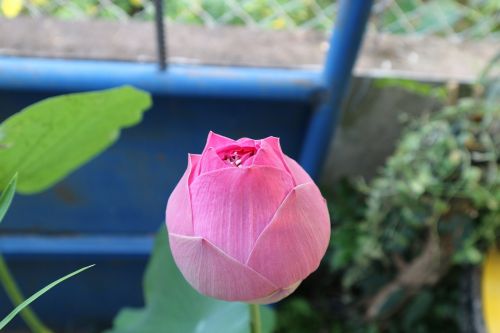 lotus pink lotus flowers