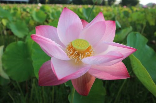 lotus pink flowers