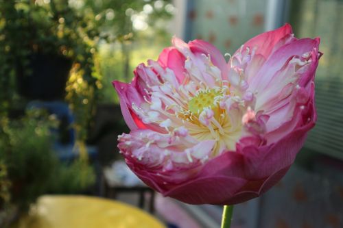 lotus pink open