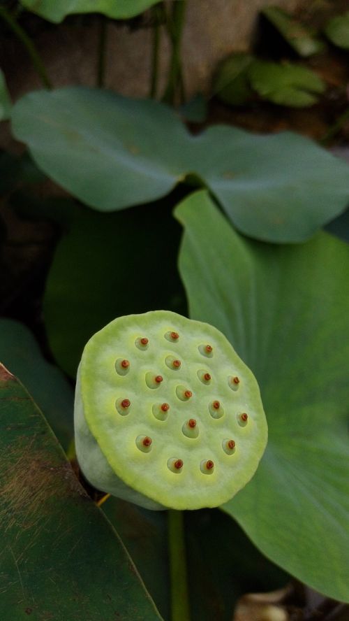 lotus flower plant