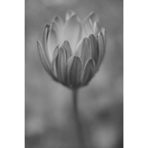 lotus lotus flower black and white