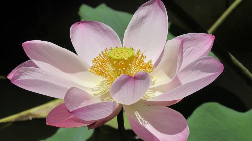 lotus flowers water lily