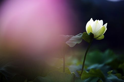 lotus flowers kite