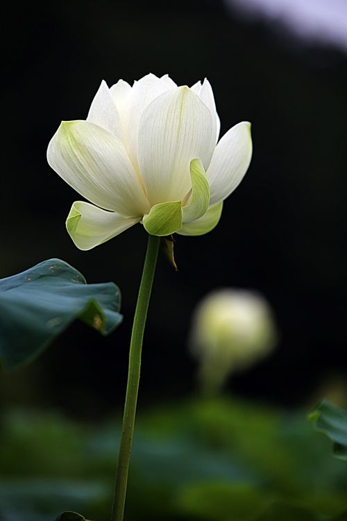 lotus flowers kite