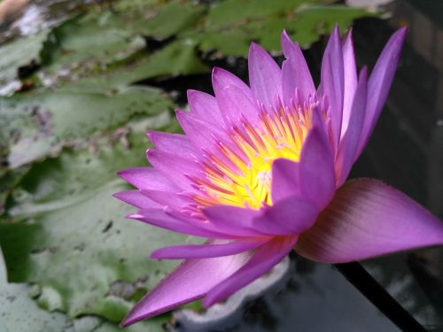 lotus flower leaf