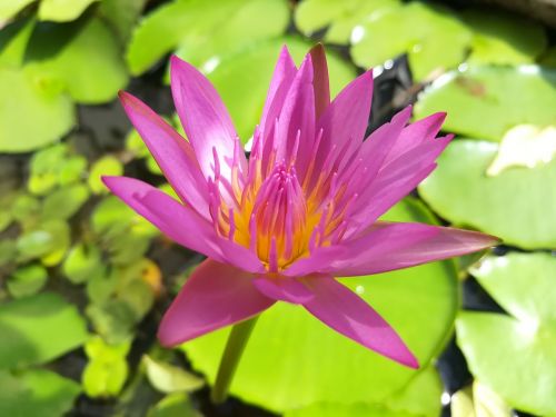 lotus lotus basin flowers