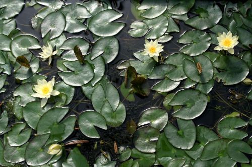 lotus nature pond