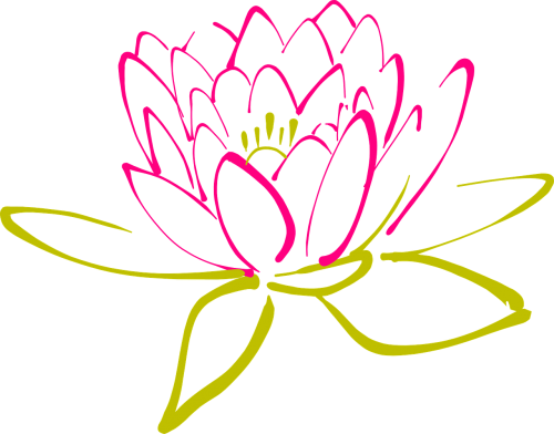 lotus flower water lily