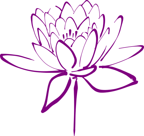 lotus flower blossom