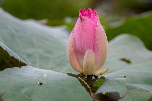 lotus flowers the pink flowers