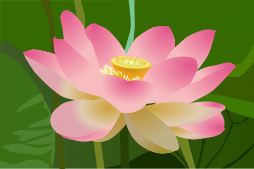 lotus flower beauty