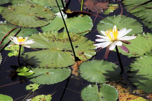lotus lily flower