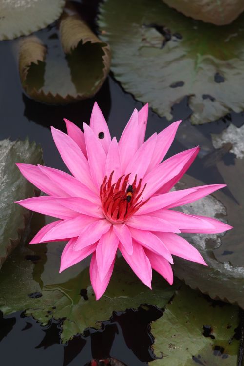 lotus flowers plants