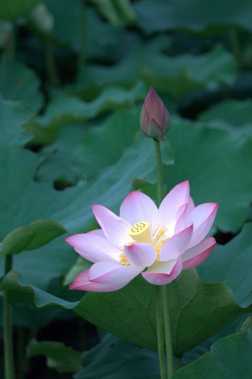 lotus plant pond
