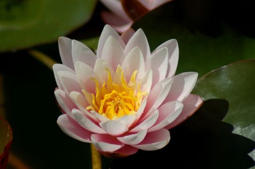 lotus flower plant