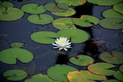 lotus aquatic lily