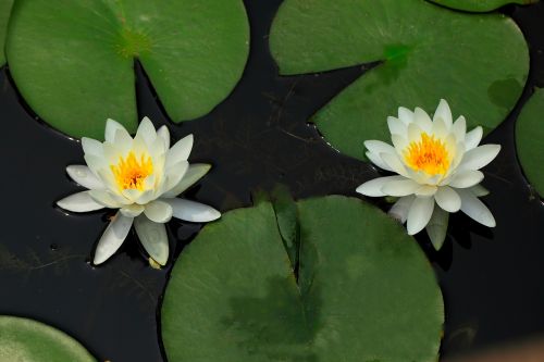 lotus lily aquatic