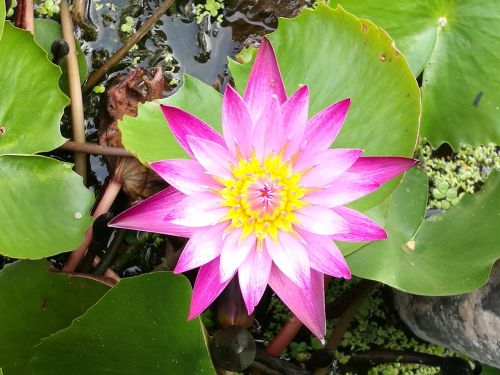 lotus pink flower