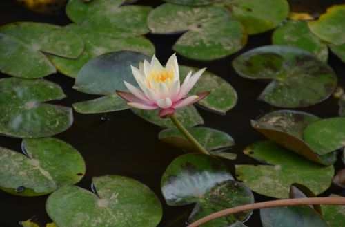 lotus flower water lily