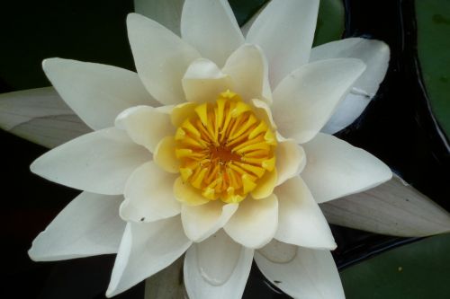 lotus water lily