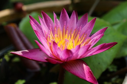 lotus  nature  pink