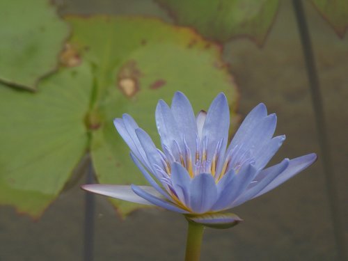 lotus  water  flower