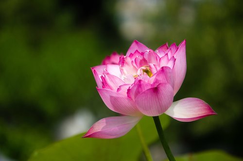 lotus  nature  plant