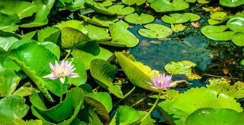 lotus lake pond