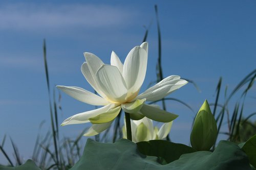 lotus  kite  nature