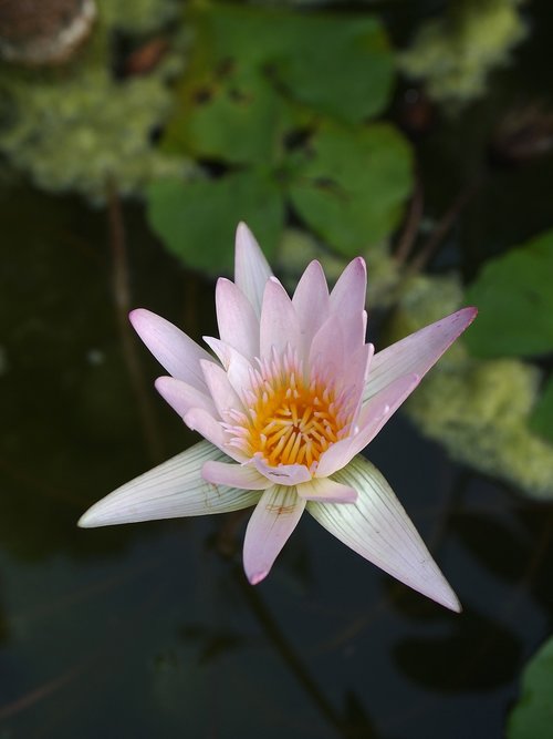 lotus  water  flower