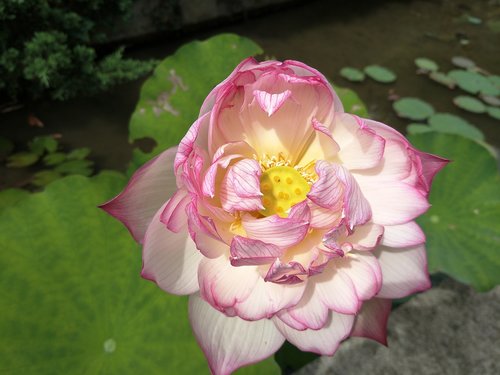 lotus  plant