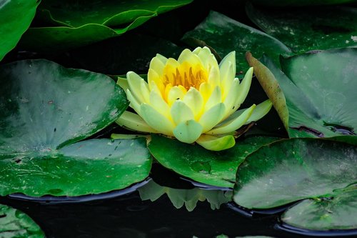 lotus  flower  flowering
