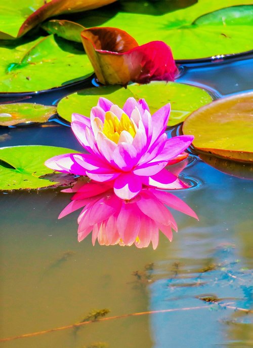 lotus  aquatic  plant