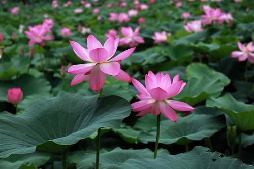 lotus  nature  pond