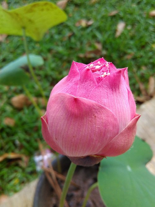 lotus  flower  flower bud