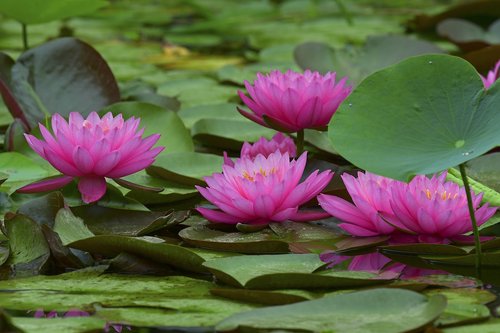 lotus  water lilies  kite