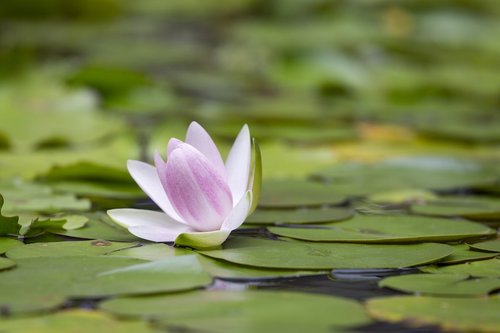 lotus  flower  aquatic plants