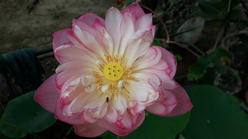 lotus  india national flower  pink lotus