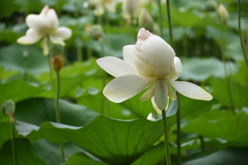 lotus  flower  lily pads